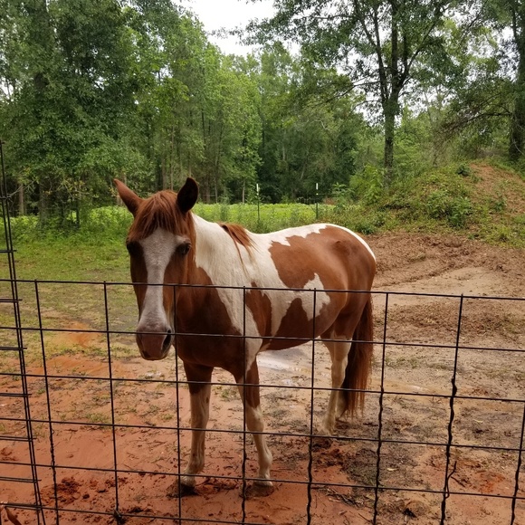 Meet your Posher, Lori - Picture 1 of 1